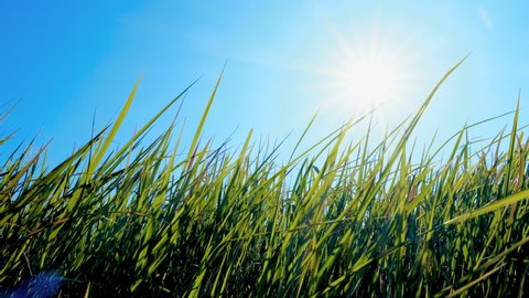 Sparkling Sun Rays Over Rice Farm Stock, Rays Turf Farm