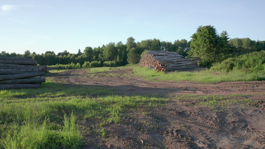 Cut logs of birch on the green meadow in the forest
