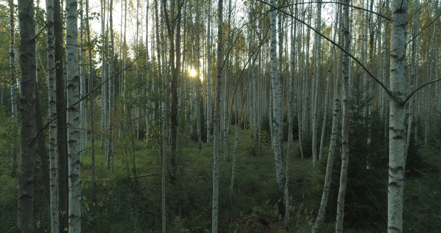 Sun shining between birch trees in forest at sunset dolly shot backwards Royalty-Free Stock Footage #1061260852