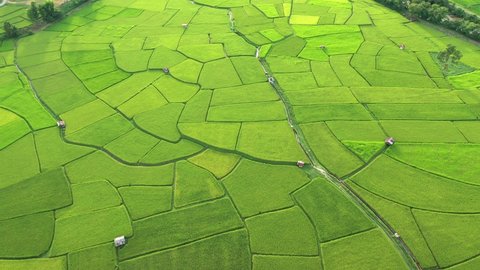 Aerial view of agriculture in paddy rice fields for cultivatio, agricultural land with green in countryside, Agriculture concept growing rice plants in nan province, Thailand. Nature Aerial footage 