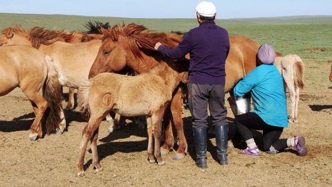 SAINSHAND, MONGOLIA - SEPTEMBER 12, 2019: a family of Mongolian nomads milks mares in the steppe on an early Sunny autumn morning, the daily life of nomads. The footage for editorial use only.
