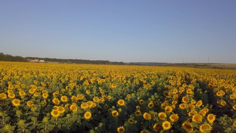 Aerial drone shot, flying over sunflower fields, starting low on a close up, rising to a