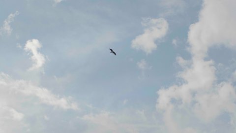 Bird soars high in blue sky with fluffy white clouds, inspirational background