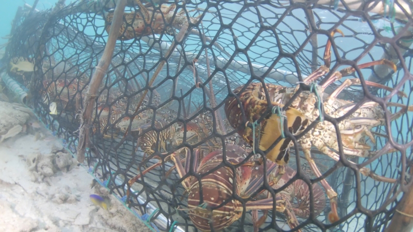 (Panulirus argus) grup spiny lobster inside trap los roque los roques venezuela