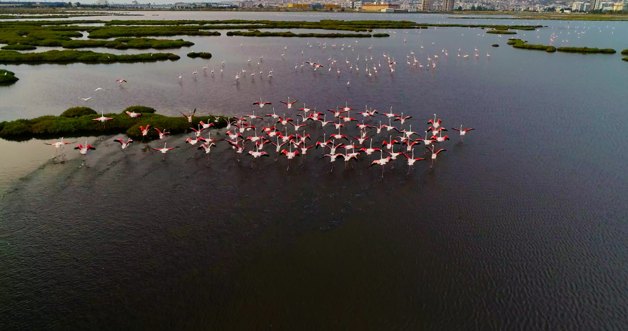 Pink flamingos in their natural environment with drone shooting Royalty-Free Stock Footage #1061281753