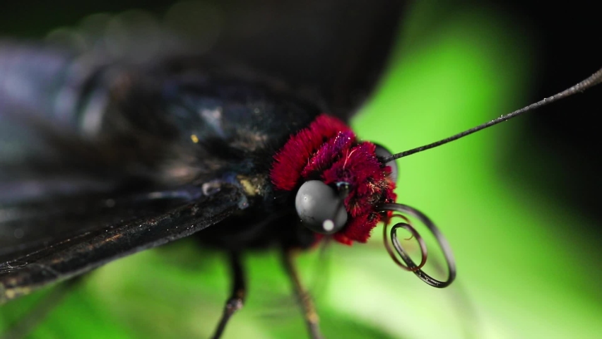 Close up of black and red butterfly