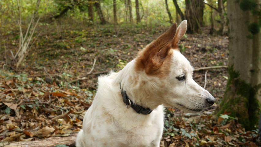 Dog sniffs the autumn air in the woods, Medium sized dog looks left and right and observes the environment in the woods autumn leaves, pet awaits the arrival of the master, canine sense of smell Royalty-Free Stock Footage #1061284915