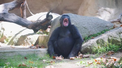 Big black gorilla is sitting near a stone. Silverback mountain gorilla portrait