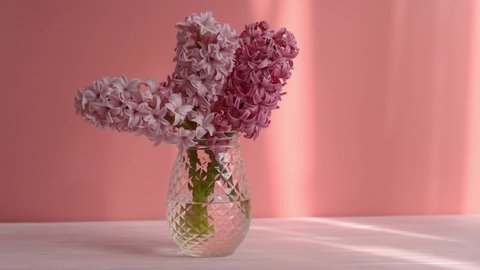 Flowers composition with Pink hyacinth on pink wall background. Bouquet of Spring flower hyacinth in glass vase. Spring Greeting card for Mothers or Womens Day. light movement