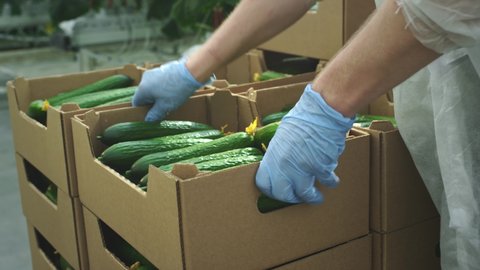 Collection of vegetables and cucumbers. A farmer loader puts cucumbers in a cardboard box. Raw vegetables from the garden. Delivery of vegetables from the industrial warehouse of greenhouse to shops.