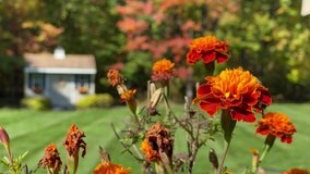 Close up of orange flowers blowing in the wind in the autumn season in New England with a small cute shed in the background with perfectly cut grass on a sunny day in the fall in Massachusetts.