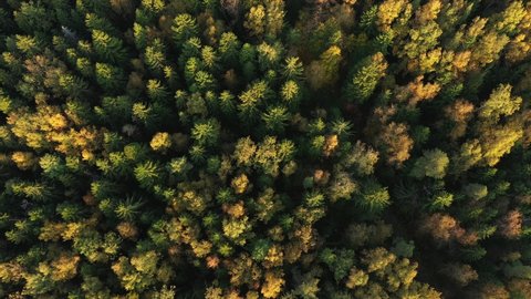 Flying over a field and autumn forest. View from the copter Yellow trees illuminated by the sun. Aerial top down view. Mixed forest. Spruce, pine and deciduous trees in fall