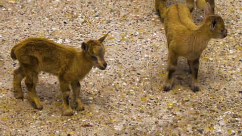 Two markhor goat babies butt heads, then walk away. 
