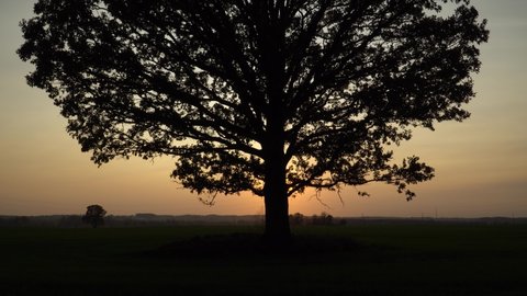 Large foliage of the lonely big oak in a plain - great, dark silhouette on sunset sky background. Beautiful sundown light in orange to golden hue behind the tree trunk illuminates the surroundings.