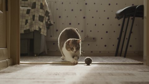 White cat playing with a ball in a shaft of light in the corridor