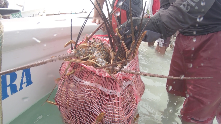 Fisherman Man Putting inside the bag grup spiny lobster (Panulirus argus) los roque los roques venezuela