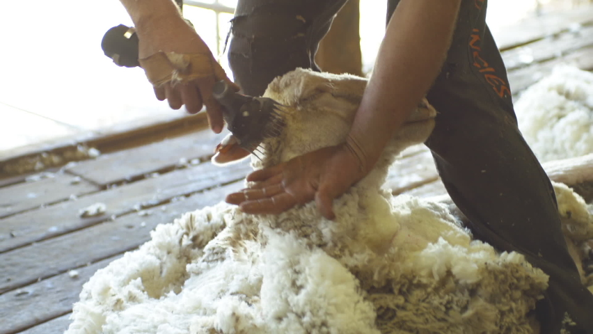 Slow motion of male shearer shearing sheep with electric clippers in a shed Royalty-Free Stock Footage #1061302966