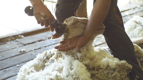 Slow motion of male shearer shearing sheep with electric clippers in a shed