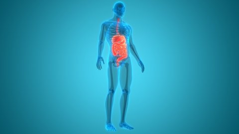 Human Digestive System Anatomy Animation Concept. 3D