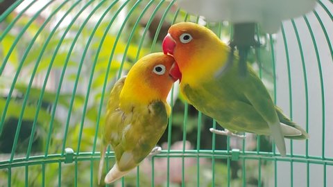 Lovebirds is the common name for the genus Agapornis are flirting each other in the cage.