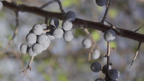 Delicate fresh Sloe berries growing in the wild and ripe for picking