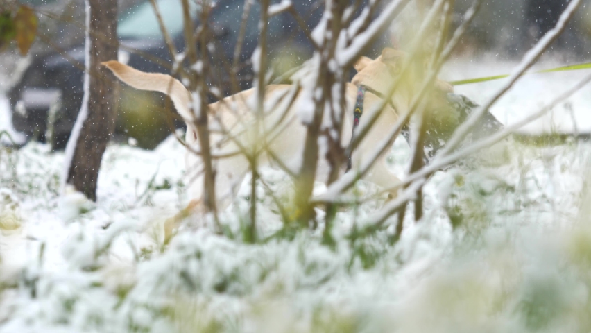 Playful happy Labrador  Retriever dog running in first snow in city. Slow motion, 4K UHD.
