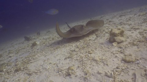 Stingray swimming on the reef in maldives

