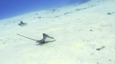 Eagle ray eating on the sand in maldives