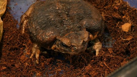 Rhinella marina or Poisonous toad yeah or sitting in the aquarium of the petting zoo.