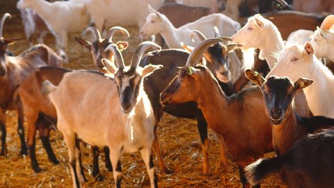 Big goat farm with goats. Goats on the farm. Animals on the farm.