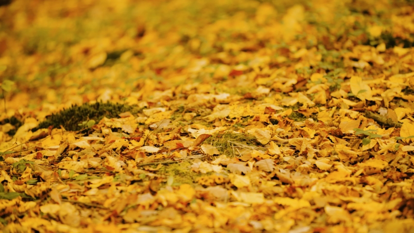 Forrest Floor Full of Yeallow Autumn Leaves 