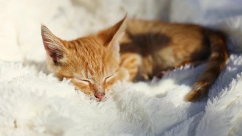 Little cute ginger kitten on fluffy white blanket in the rays of sunlight. Hygge and cozy morning concept