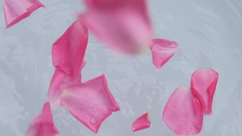 pink rose petals falling into water surface background, slow motion shot