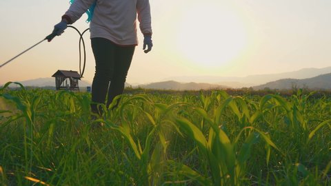 Farmer spraying pesticides and protect from Fall Armyworm (Spodoptera frugiperda) on young corn field in the evening in Thailand farmland. 