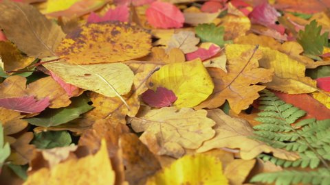 Autumn leaves. Bright leaves fallen from trees. Beautiful autumn time. Colorful fall foliage low angle view in close up