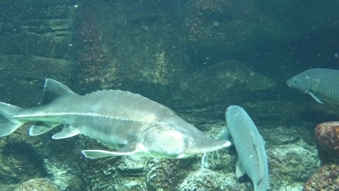 Beluga or Great sturgeon (Huso huso) is species of anadromous fish in sturgeon family (Acipenseridae) of order Acipenseriformes. It is found primarily in Caspian and Black Sea basins.