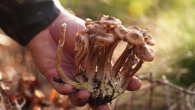 Closeup view 4k video of male hand holding several cute edibel wild organic mushrooms in hand while standing in autumn scenic forest