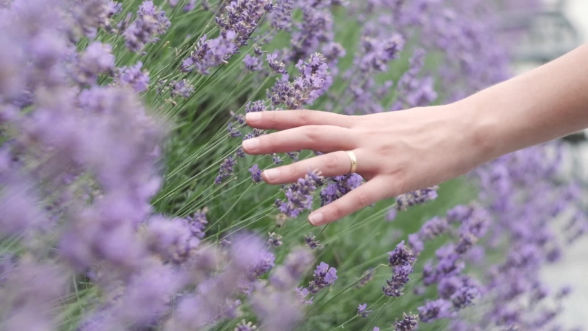 Hand through lavender flowers in the middle of a beautiful park while spring in italy. | Shutterstock HD Video #1061329870