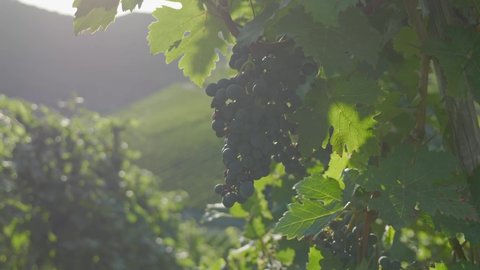 Fresh Grapes Growing In The Vineyard - Ahr Valley, Rhineland-Palatinate, Germany - backlight