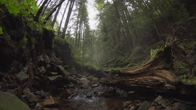 Picturesque mountain stream flows through a dense. wild forest on the slopes of the Carpathian Mountains in Ukraine. 4k Ultra HD video with sound.