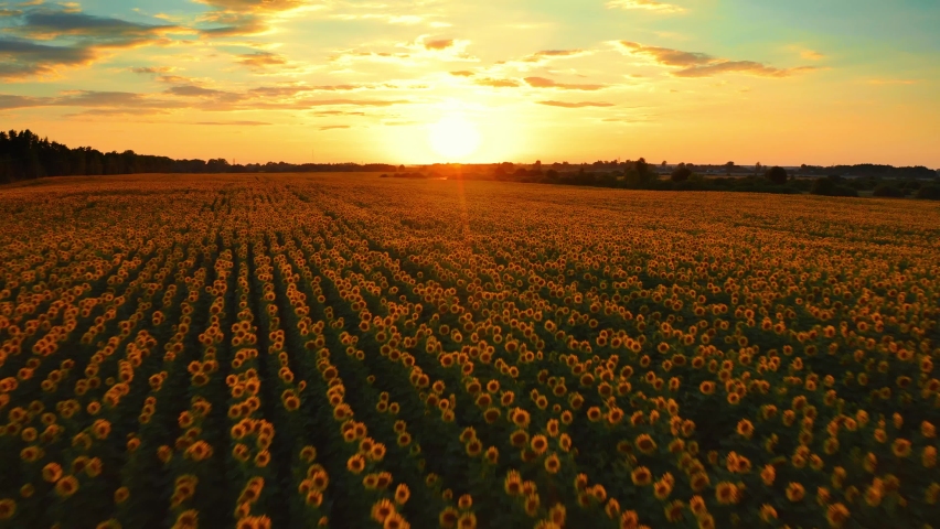 Beautiful aerial view above to the sunflowers field while sunset. Top view onto agriculture  field with blooming sunflowers and sunlight.   Summer landscape with big yellow farm field with sunflowers Royalty-Free Stock Footage #1061331445