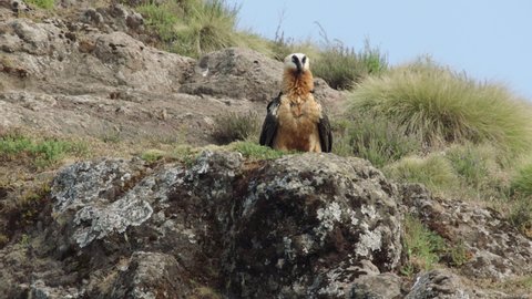 Bearded vulture flying off with bone in claws, Ethiopia