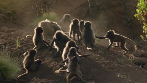 Gelada monkeys fighting together showing dominance, Ethiopia