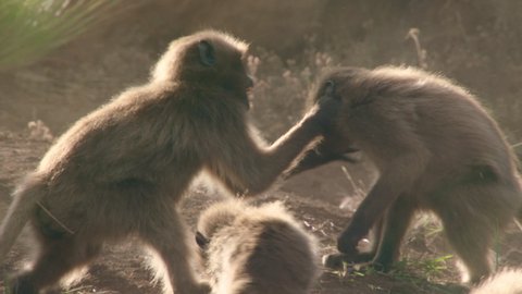 Gelada monkeys fighting together showing dominance, Ethiopia
