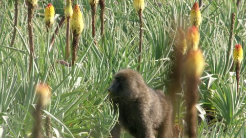 Gelada monkey grabbing on plant to eat, Ethiopia