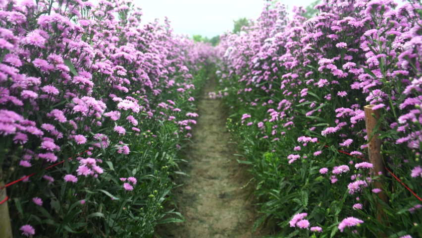Purple flower garden corridor Margaret flower field.
