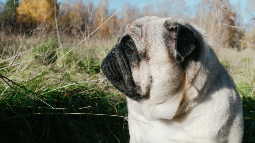 Cute pug dog running with owner in beautiful autumn park. Media. Powerfull and energic dog on walk. Perfect autumn weather for a activity.