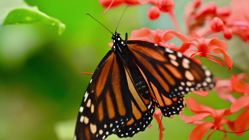 Tropical exotic Monarch butterfly feeding on red flowers, macro close up. Spring paradise, lush foliage natural background. High quality FullHD footage. | Shutterstock HD Video #1061347528