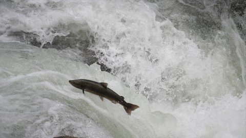 Slow motion of Atlantic salmon going up a whitewater river, looking for the spawning place