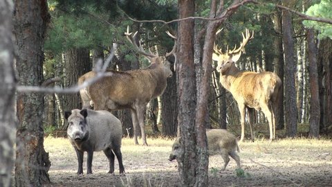 Deer and wild boars in wilderness. Wildlife in natural habitat
